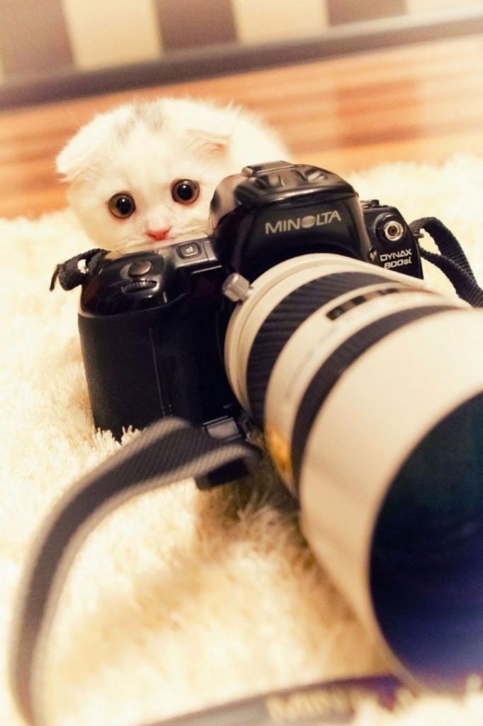animals-getting-cozy-with-camera-gear-cat2__880